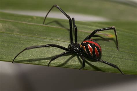 Latrodectus occidentalis · iNaturalist Canada