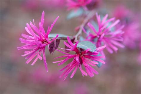 Loropetalum - planting, pruning and care