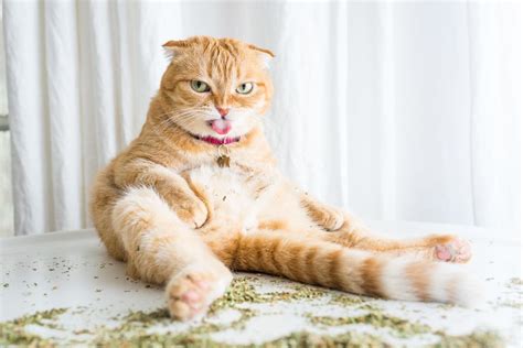 Can Cats Be Allergic To Catnip: Common Worries And Explanations – CattyBox