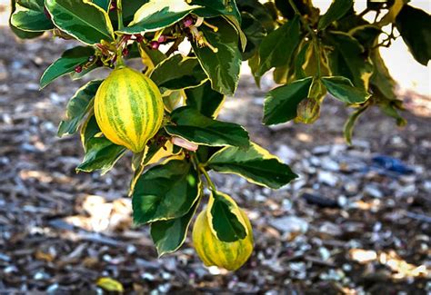 Variegated Pink Lemon Tree For Sale Online | The Tree Center