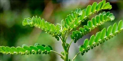 50 Seeds Phyllanthus niruri SHANKA PIEDRA Stonebreaker | Etsy