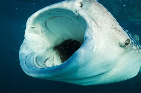 Whale Shark Mouth Photograph by Alexis Rosenfeld