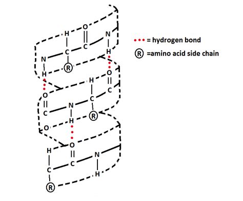 Diagram Of Alpha Helix Structure Helix Alpha Hydrogen Bondin