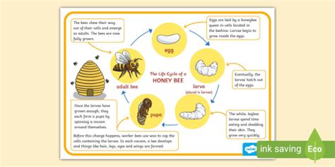 Honey Bee Life Cycle Poster (teacher made)