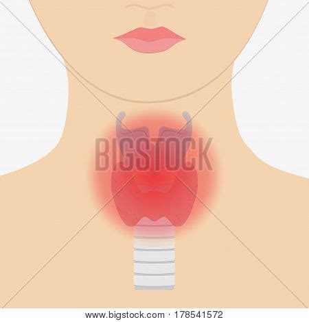 Human Larynx Anatomy Vector & Photo (Free Trial) | Bigstock