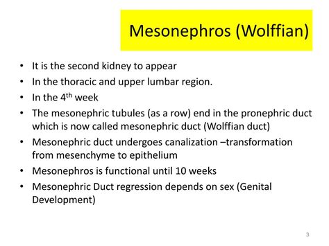 PPT - Supplementary 4 urinary development lecture PowerPoint ...