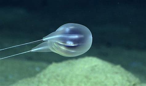 Deep sea mystery: NOAA video confirms new species of bizarre gelatinous ...