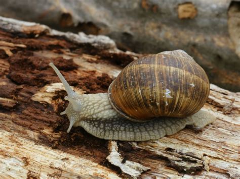 Roman Snail | Animals Wiki | Fandom