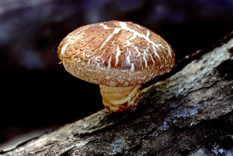 File:Shiitake mushroom.jpg - Wikipedia