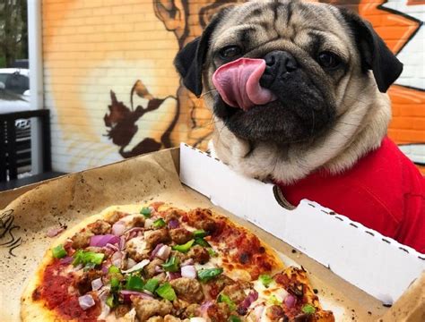 Funny dogs eagerly eat pizza and enjoy eating pizza in 2021 | Pugs, Eat pizza, Doug the pug