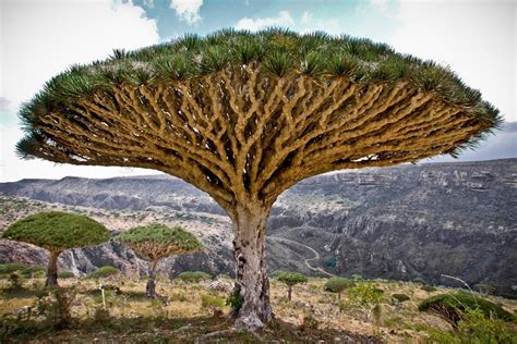 Dracaena draco is a monocot with a tree-like growth habit currently placed in the asparagus ...