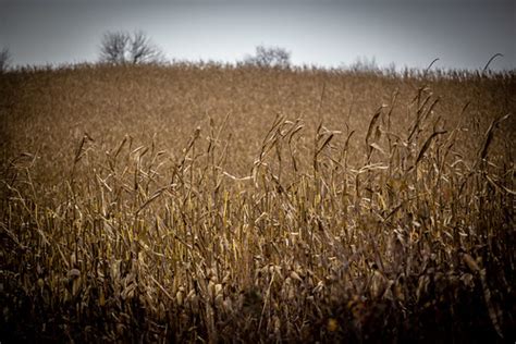 Harvest Time | Snaps from a walkabout of harvest time at the… | Flickr