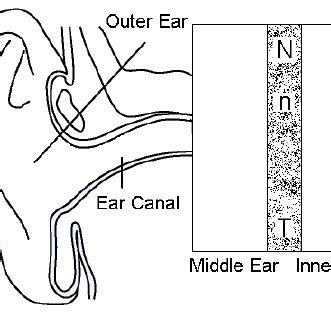 Schematic diagram of hearing sense organ | Download Scientific Diagram