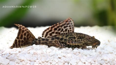 Common Pleco Ultimate Care Guide: Diet, Size, Tankmates & All | 2024