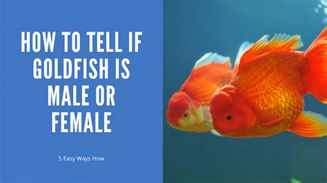 How To Tell If Goldfish Is Male Or Female (5 Ways) - AquariumStoreDepot