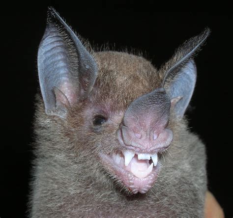 From vampires to fruit bats, can examining bat teeth fill evolutionary ...