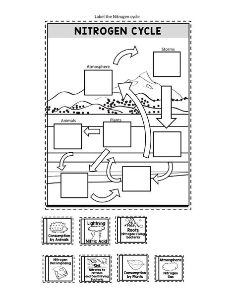 Nitrogen Cycle For Kids Worksheet