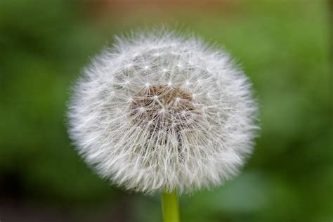 Are Dandelion Flowers, Seeds, Roots and Leaves Edible? – Deep Green Permaculture