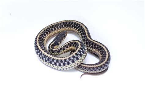 Common Garter Snake (Reptiles and Amphibians of the Presidio ...