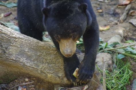 Bornean Sun Bear Conservation Centre Sepilok - Yourowntrail