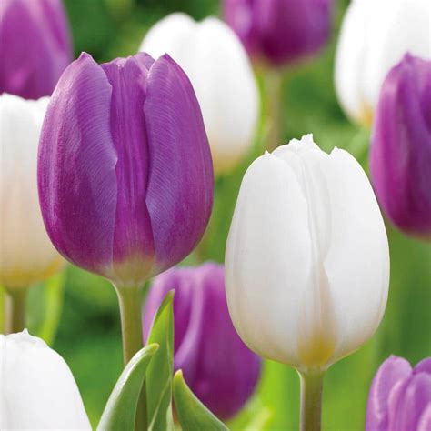 Miracle-Gro 12/+ cm Purple and White Mixed Tulip Bulbs (Bag of 25) ECF ...