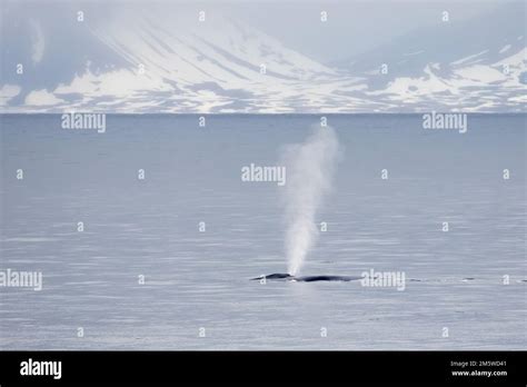 Blue whale (Balaenoptera musculus) adult, surfacing and splashing, in ...