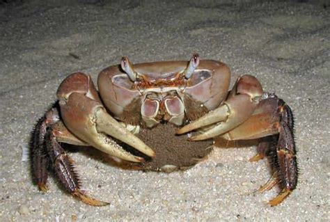 Thai Devil Crab – Detailed Guide: Care, Diet, and Breeding - Shrimp and Snail Breeder