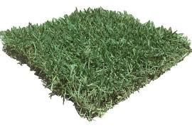 Best Zoysia Grass Plugs - Best Manual Lawn Aerator