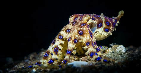 The blue-ringed octopus: small, vibrant and exceptionally deadly ...