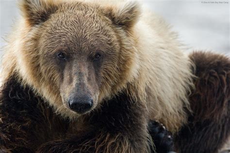 Bears at Hallo Bay: Brown Bear Fur + Did You Know?