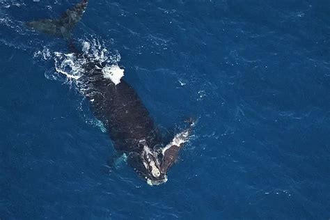 Atlantic Ocean Whales