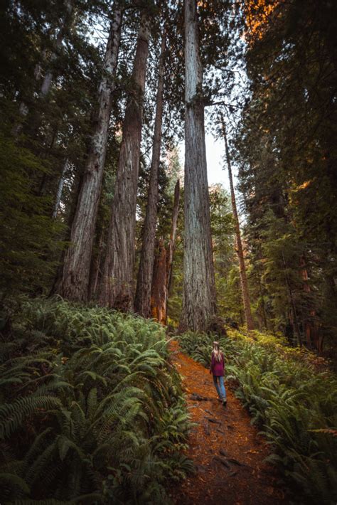 Visiting Prairie Creek Redwoods State Park in California - The Break of Dawns