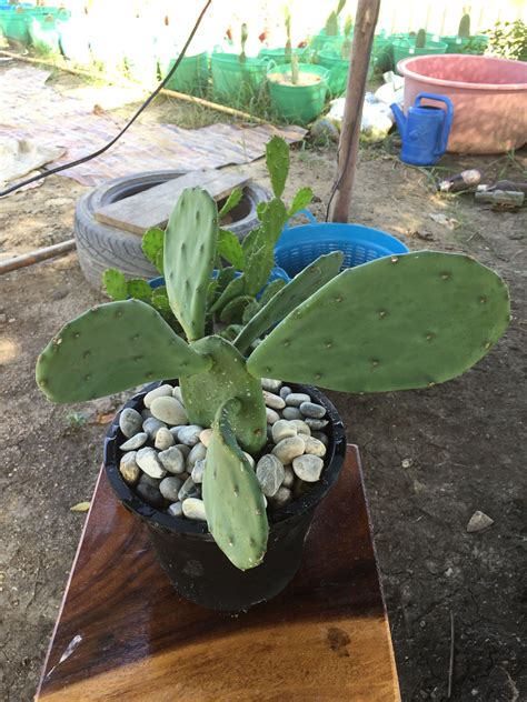 Are Prickly Pear Cactus Flowers Edible : Learn more about prickly pear cactus uses ...