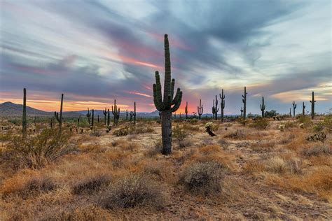 Cactus Field Photograph by Mike Centioli - Pixels