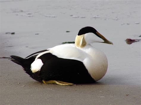 The Common Eider (Somateria Mollissima) | Animal of scotland, Bird life ...