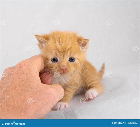 Cuddling a kitten stock image. Image of hair, caucasian - 33154767