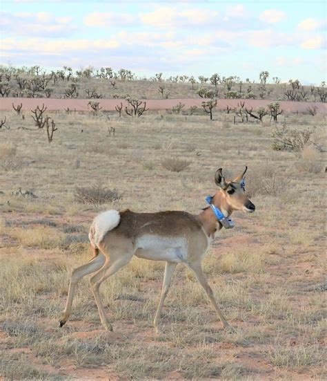 AZGFD releases endangered Sonoran pronghorn from captive breeding