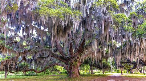 spanish moss tree pictures - Consuelo Markley