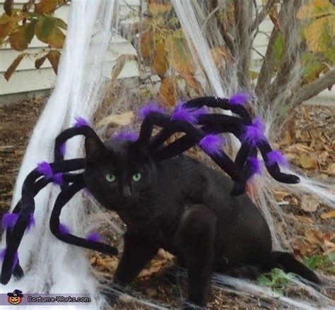 Spider cat costume cute animals halloween costume ideas pet costume ...