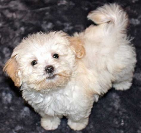 Havapoo (Havanese X Poodle Mix) Info, Temperament, Puppies, Pictures