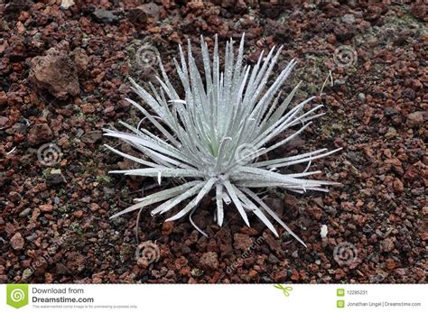 Silversword plant stock image. Image of silversword, sword - 12285231