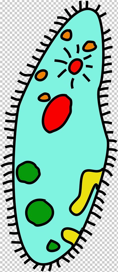 unicellular bacteria clipart one cell 10 free Cliparts | Download images on Clipground 2024