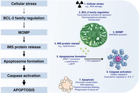 Frontiers | Born to be Alive: A Role for the BCL-2 Family in Melanoma Tumor Cell Survival ...