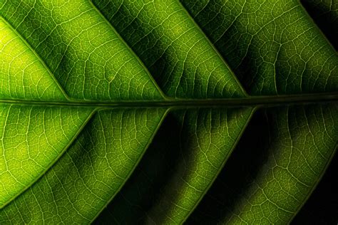 Green leaf pattern 1854051 Stock Photo at Vecteezy