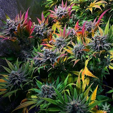 Super Skunk Seeds | Feminized Super Skunk Cannabis Seeds