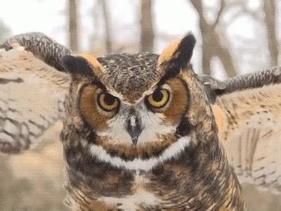 Owl Blink GIF - Owl Blink Flying - Discover & Share GIFs