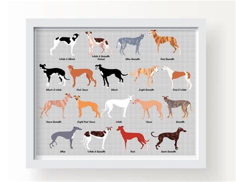 Greyhound Dog Art Print Greyhound Chart Wall Art Dog Lover | Etsy | Dog ...