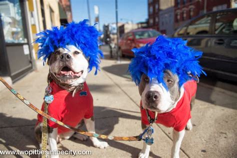 Two Pitties in the City: City Dog: On Finding Things to Do with Our Dogs