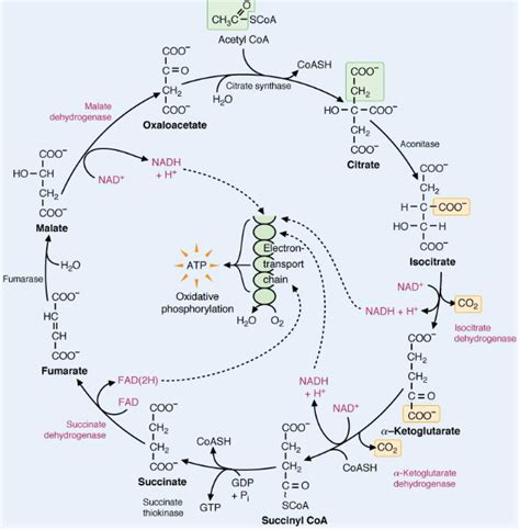 Chapter 7 Other Pathways of Carbohydrate Metabolism | BS2003 ...