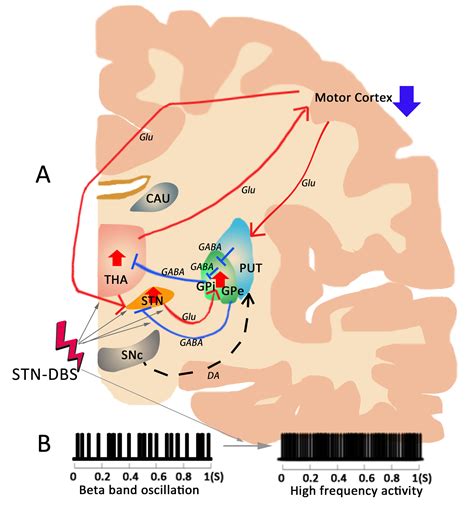 Deep Brain Stimulation of Subthalamic Nucleus Selectively Modulates ...